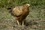 African Harrier-Hawk