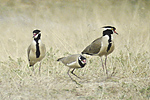 Black-headed Plover