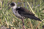 Black-winged Stilt