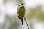 Blue-cheeked Bee-eater