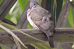 Blue-spotted Wood-Dove