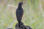 Blue Rock-Thrush