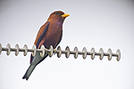 Broad-billed Roller