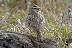 Crested Lark