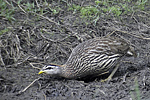 Double-spurred Francolin