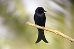 Fork-tailed Drongo