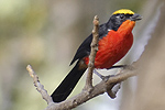 Yellow-crowned Gonolek