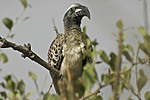 Grey Hornbill