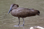 Hamerkop