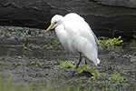 Intermediate Egret