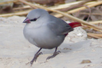 Lavender Waxbill