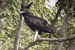 Long-crested Eagle