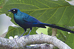 Long-tailed Glossy Starling