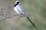 Namaqua Dove