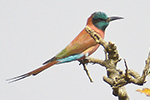 Northern Carmine Bee-eater