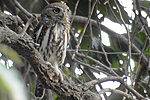 Pearl-spotted Owlet