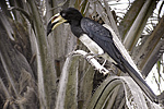 Pied Hornbill