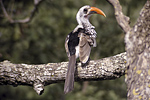 Red-billed Hornbill