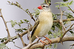 Red-billed Quella