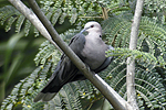 Red-eyed Dove