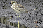 Senegal Thick-knee