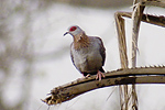 Speckled Pigeon