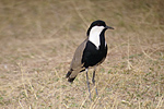 Spur-winged Plover