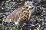 Squacco Heron