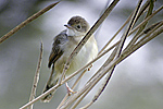 Tawny-flanked Prinia