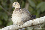 Vinaceous Dove