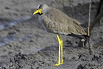 Wattled Plover