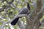 Western Grey Plantain-eater