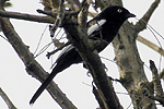 White-shouldered Black Tit