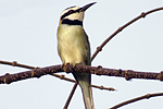 White-throated Bee-eater