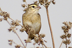 Yellow-crowned Bishop